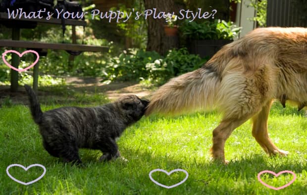 Puppy play styles