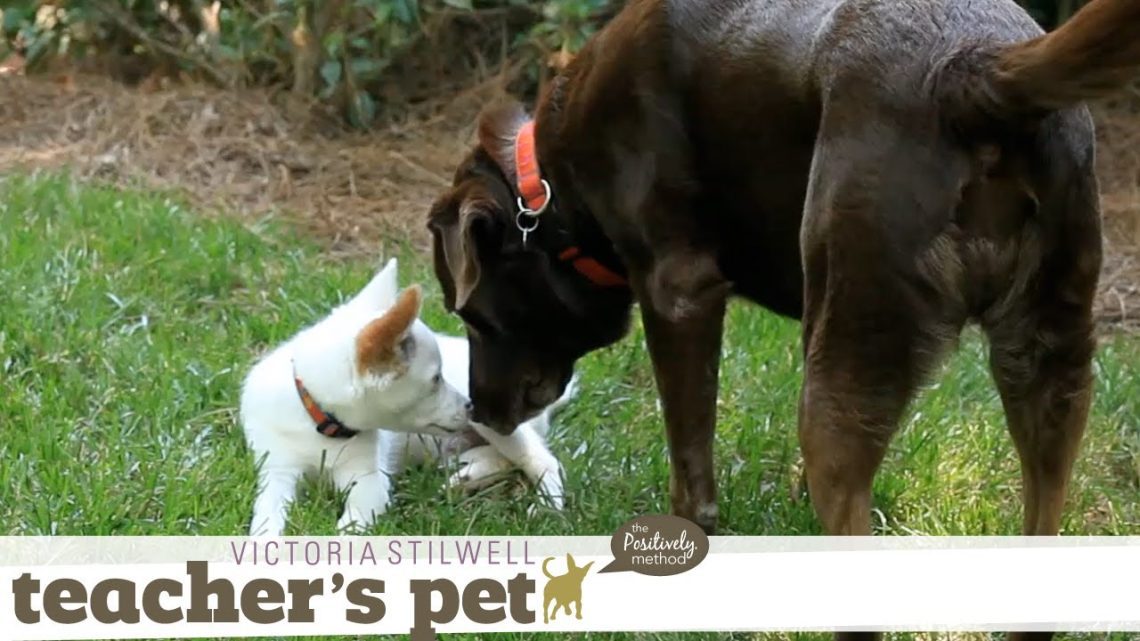 Puppy Socialization: Meeting Adult Dogs