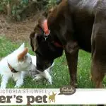 Puppy Socialization: Meeting Adult Dogs