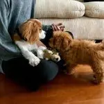 Puppy socialization: meeting other puppies