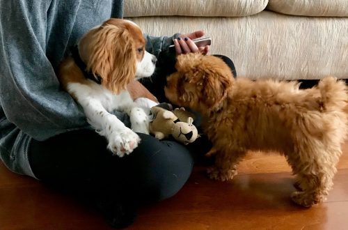 Puppy socialization: meeting other puppies