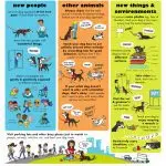 Puppy socialization: what does it consist of?