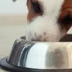 Puppy swallows air while feeding