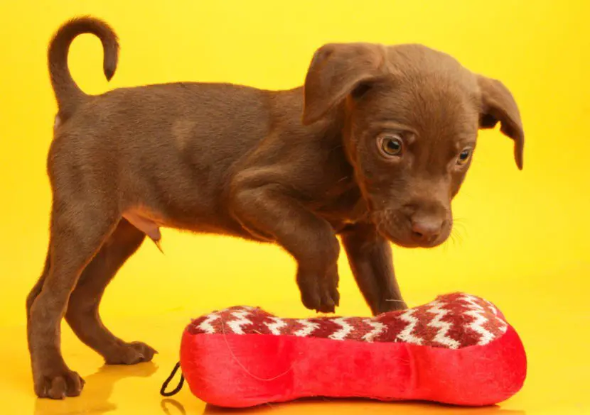 Puppy training 2 months