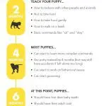 Puppy training 5 months