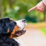 Puppy training mistakes
