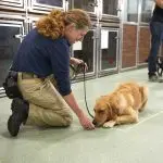 Puppy Training: Obedience