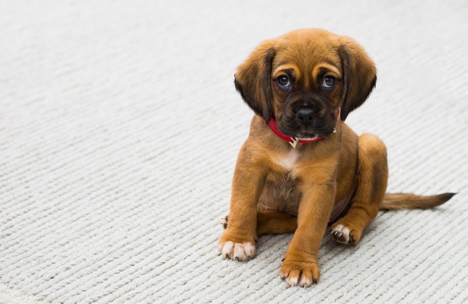 Puppy whines: why and what to do?