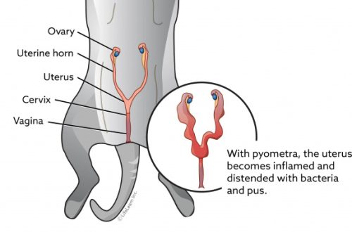 Pyometra in a cat &#8211; symptoms and treatment
