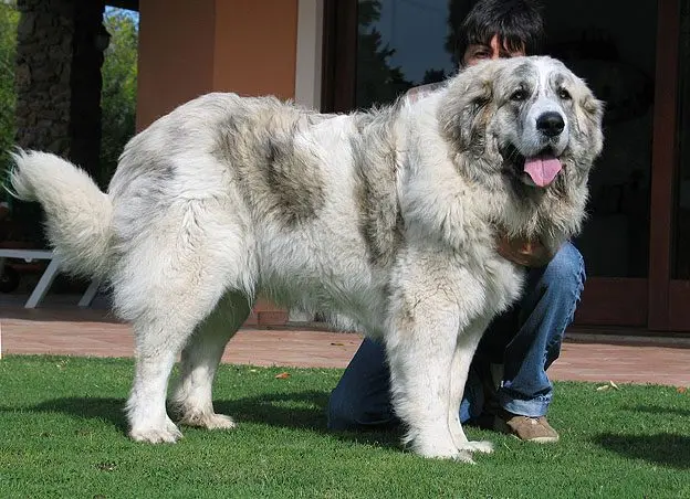 Pyrenean Mastiff