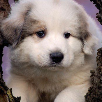 Pyrenean mountain dog cute puppy