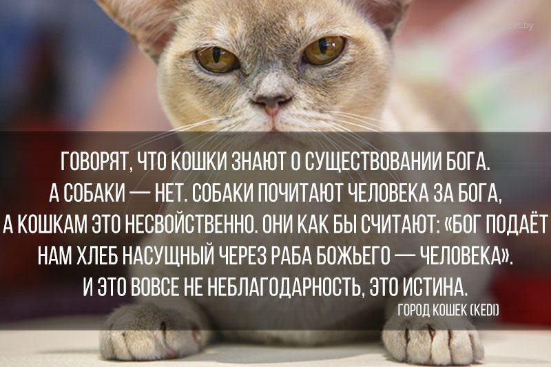 Quotes about cats