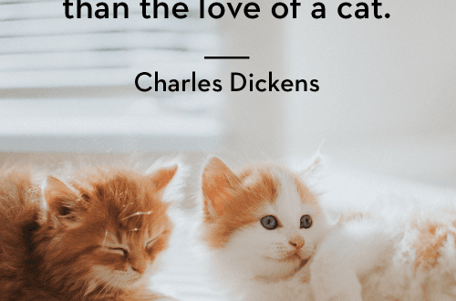 Quotes about cats