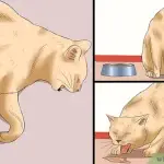 Rabies in cats