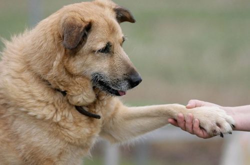 Veszettség elleni védőoltás kutyáknak