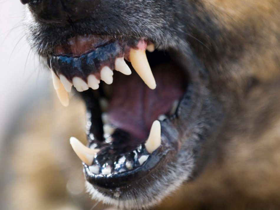 Rage Syndrome: Idiopathic Aggression in Dogs