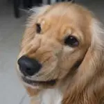 Rage Syndrome: Idiopathic Aggression in Dogs