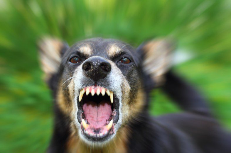 Rage Syndrome: Idiopathic Aggression in Dogs
