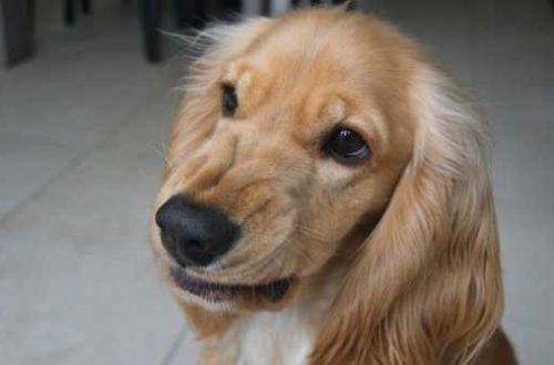 Raevu sündroom: idiopaatiline agressioon koertel