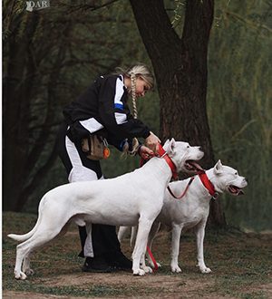 Raising a Dogo Argentino: what to consider