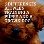 Raising and training a puppy: what’s the difference?