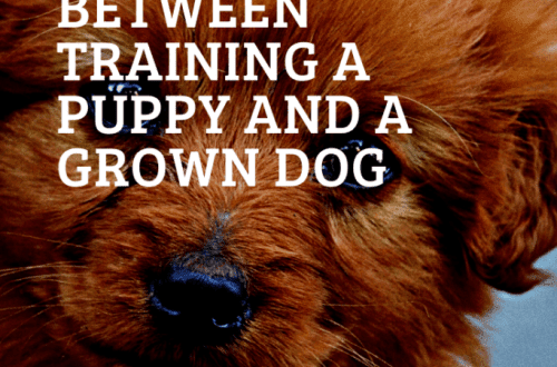 Raising and training a puppy: what&#8217;s the difference?
