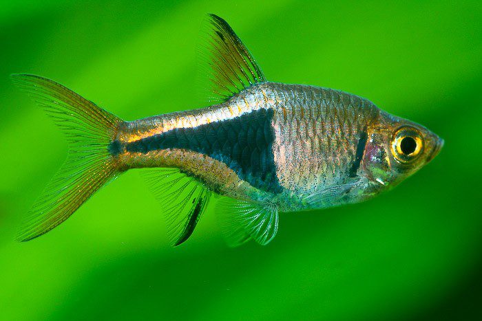 Rasbora Harlequin