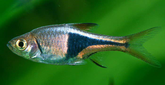 Rasbora Harlequin