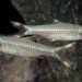 Rasbora Harlequin