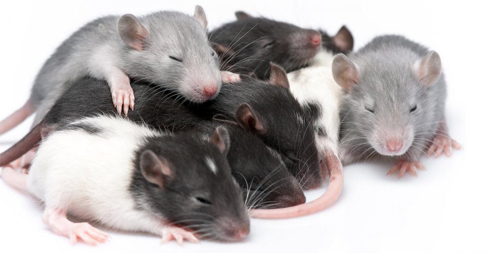 Rat breeding