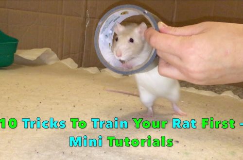 Rat training: cunsiglii per i principianti