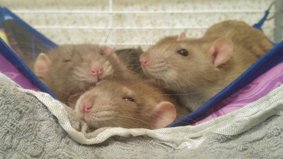 Rats sharing