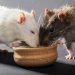 Rat training: tips for beginners