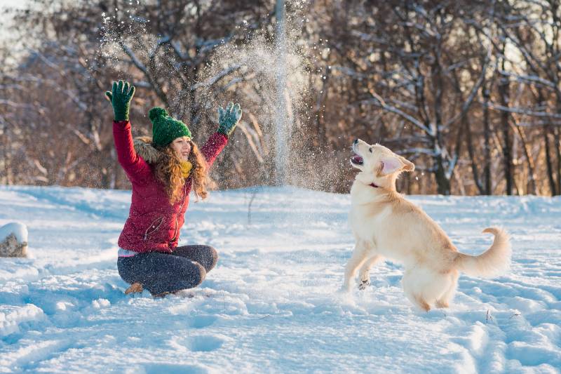 Reagents and paws: how to walk a dog in winter?