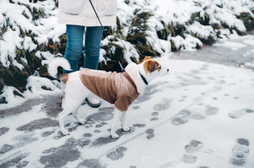 Reagensi i šape: kako šetati psa zimi?