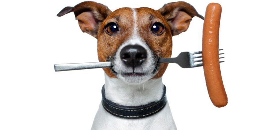 Recipes for meals and treats for your dog