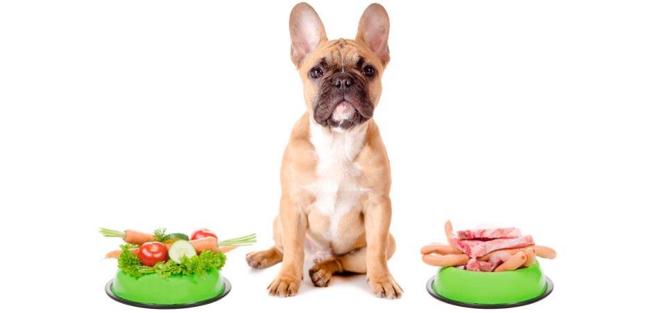 Recipes for meals and treats for your dog