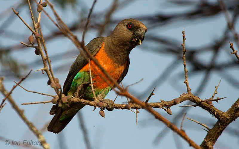 Red-breasted parakeet (Poicephalus rufiventris)