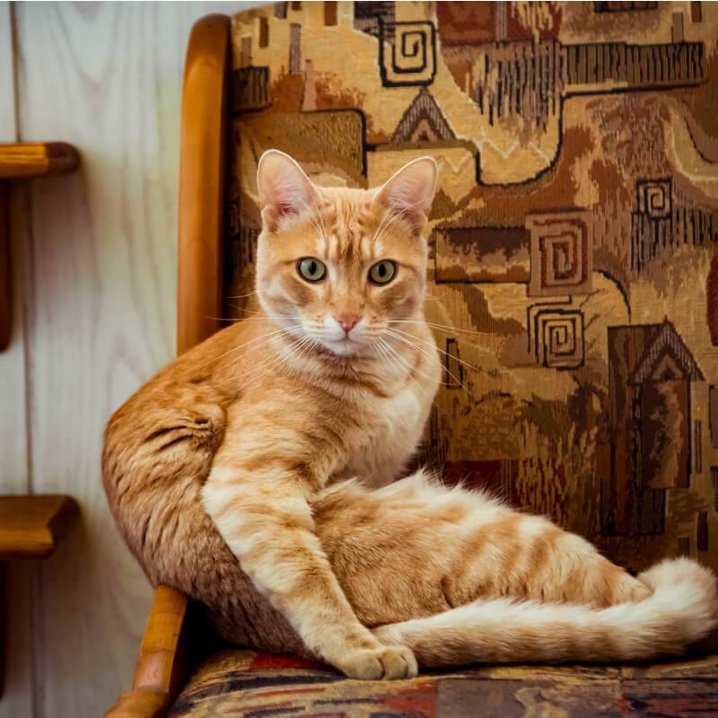 Red cats: all breeds and color options