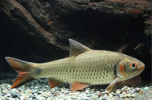 Red-cheeked barbus