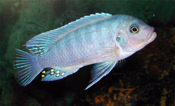 Red cichlid zebra