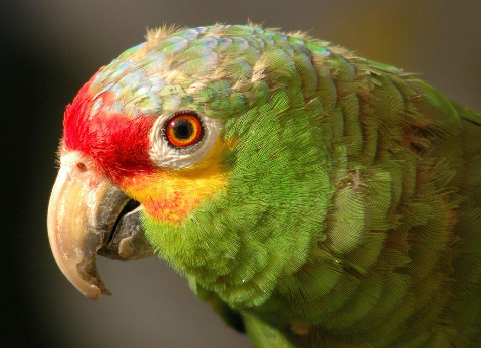 red-faced amazon