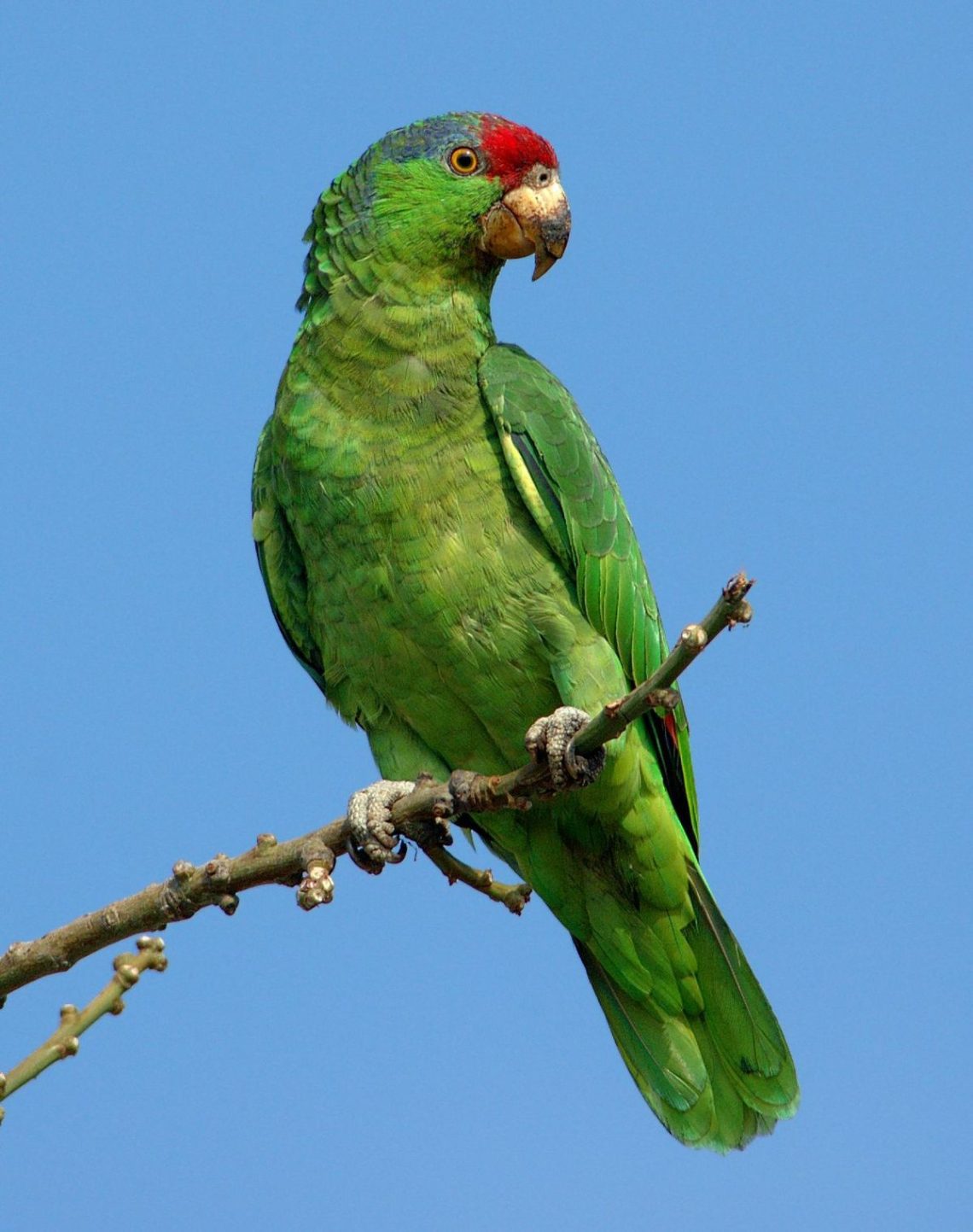 red-faced amazon