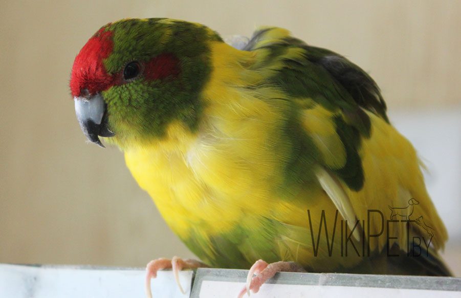 Red-fronted jumping parrot