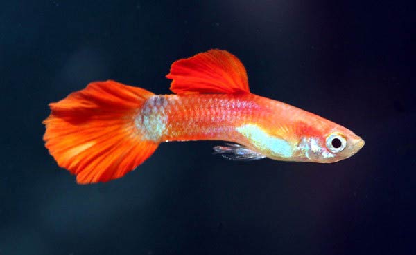 Red Guppies