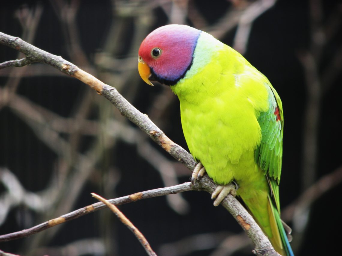 Red-headed (plum-headed) ringed parrot
