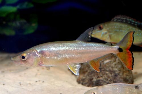 red-tailed barracuda