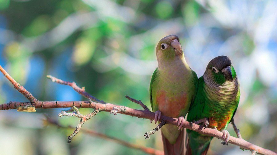 red-tailed parrots