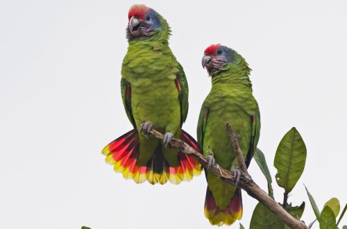 red-tailed parrots