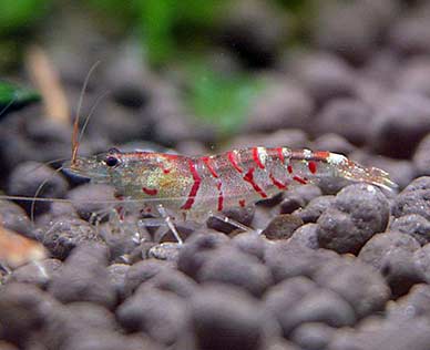 Red tiger shrimp